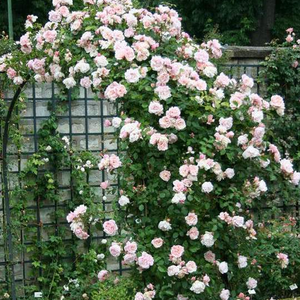 Naranđasto roza  - ruža penjačica (Rambler)